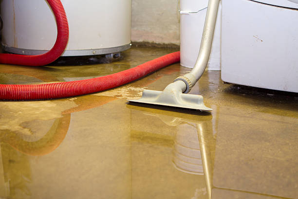 Best Mold removal after water damage  in USA